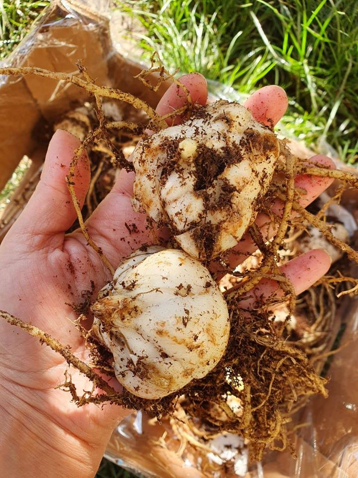 94889540_1316517862023756_7598303329994670080_o